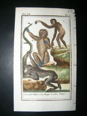 Buffon: C1780 Gibbon, Magot Monkey, Hand Color Print