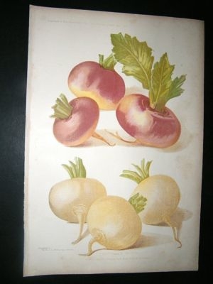 Profitable Farm and Garden: 1902 Turnips Vegetable Prin
