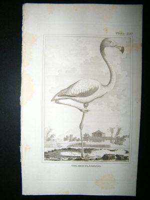 Bird Print: 1812 Red Flamingo, Buffon
