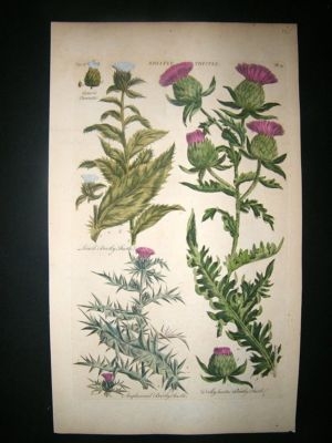Hill: C1760 Folio Botanical. Bristly Thistle. Hand Col