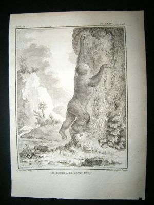 Buffon: C1770 Sloth, Antique Print