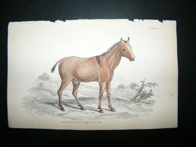 Jardine: 1841 The Yo-To-Tze Horse, Hand Col