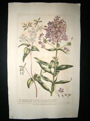 Miller: 1760 Folio Hand Col Botanical. Phlox. Antique Print