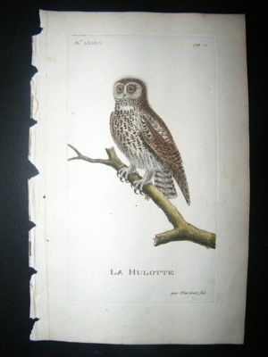 Martinet: C1780 Owl, Hand Colored Bird