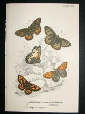 Butterfly Print: 1896 Hipparchia etc, Kirby