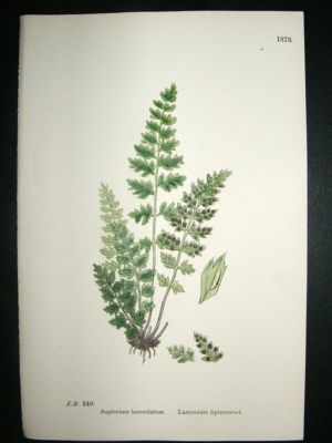 Botanical Print 1899 Lanceolate Spleenwort Fern,  Sower