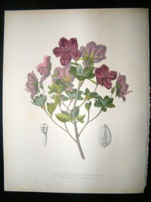 Botanical Print: 1882 Kamtchatka Rhodotham, Paxton