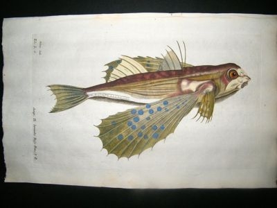 Willughby & Ray 1686 Folio Hand Col Fish Print. Flying Fish