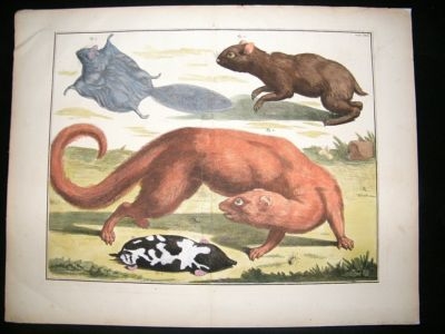 Albertus Seba: C1750 Egyptian Mongoose, Agouti, Flying Squirrel 61. LG Folio HC