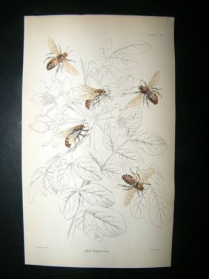 Jardine: C1840 Italian Bees, Hand Col