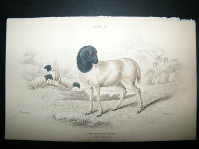 Persian Sheep: C1840 Hand Col Print, Jardine