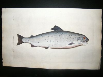 Willughby & Ray 1686 Folio Hand Col Fish Print. Atlantic Salmon