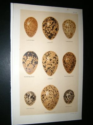 Seebohm 1896 Antique Bird Egg Print. Turnstone, Avocet, Pranticole