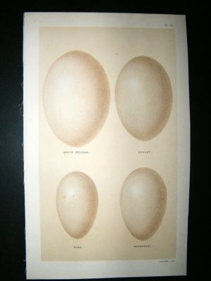 Seebohm 1896 Bird Egg Print. White Pelican, Gannet, Shag, Cormorant