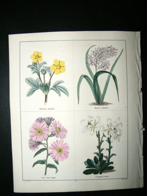 Maund C1830 Splendid Cinquefoil, Hyacinth, USA New England Starwort, Bell Flower