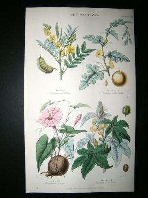 Rhind: 1855 Botanical Print. Jacap, Caster Oil, Senna, Colocynth