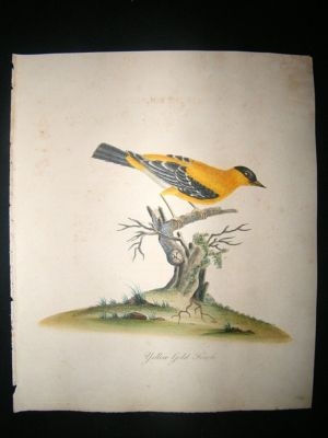 William Hayes: 1817 Yellow Gold Finch, Hand Col Bird