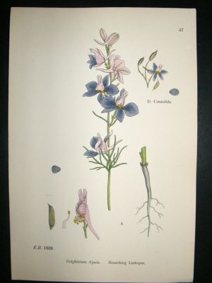 Botanical Print 1899 Branching Larkspur, Sowerby Hand C