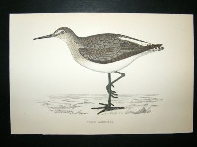 Bird Print: 1867 Green  Sandpiper, Morris, hand coloured