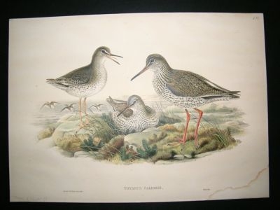 Gould Birds of Great Britain: 1862 Redshank. Folio h/co