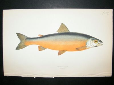 Fish Print: 1869 Cole's Char, Couch