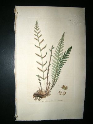 Botanical Print: 1803 Northern Blechnum Fern #1159, Sow