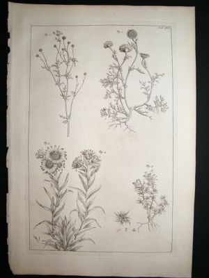 Seba & Tanje: c1750, plate 16, Folio botanical print