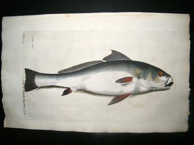 Willughby & Ray 1686 Folio Hand Col Fish Print. Umbia. Antique