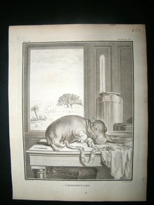 Buffon: C1770 Hippo, Antique Print