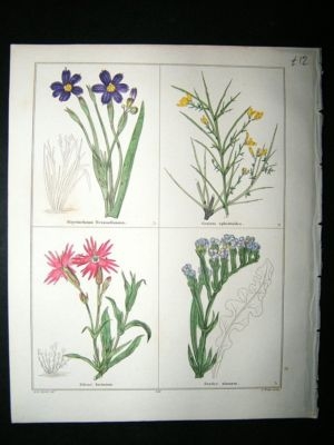 Maund C1830 Sisyrinchium, Genista, Catchfly, Sea Lavender 125. Hand Col Botanica