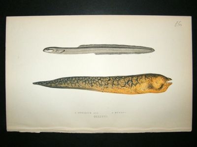 Fish Print: 1869 Ophidium Eel and Muraena, Couch