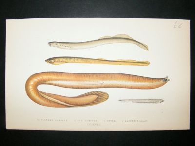 Fish Print: 1869 Lampreys and Lancelet, Couch