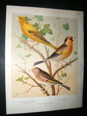Bird Print 1880 Greenfinch, Goldfinch, Canary, Bullfinc