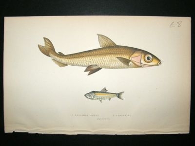 Fish Print: 1869 Hebridal Smelt and Argentine, Couch
