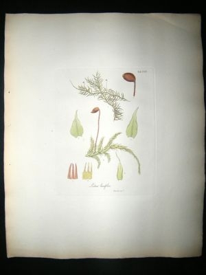 Botanical Print: 1818 Mosses, Leskea Laxifolia, Hooker,