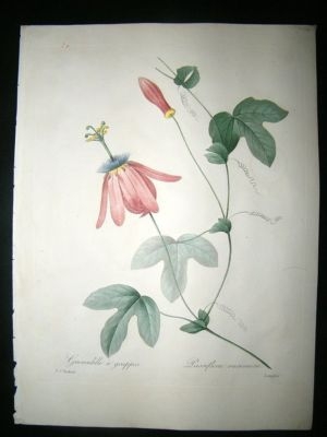 Redoute: 1827 Botanical. Passion Flower. HC Print