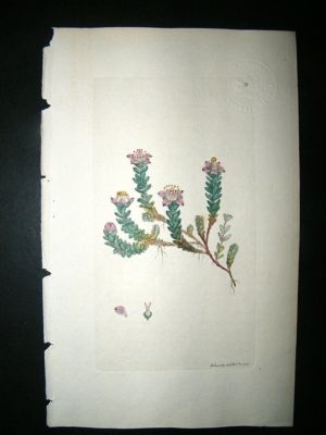 Botanical Print: 1791 Purple Saxifrage #9, Sowerby Hand