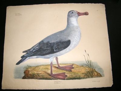 Goldfuss C1830 LG Folio. New Zealand Albatross Bird