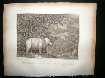South Africa: 1812 Hippo Of Cape Of Good Hope.