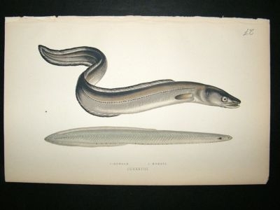 Fish Print: 1869 Conger and Morris, Couch