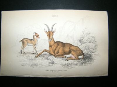 The Aegarus Antelope: C1840 Hand Col Print, Jardine