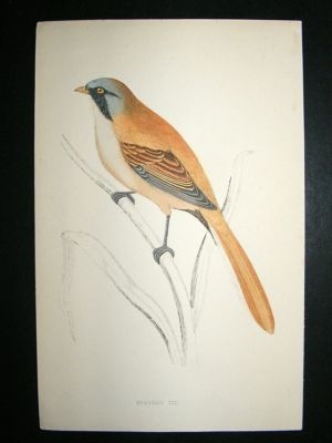 Bird Print: 1867 Bearded Tit, Morris, hand coloured