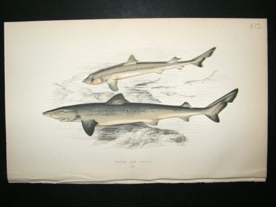 Fish Print: 1869 Toper and Young, Couch