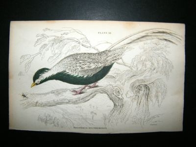 Jardine: C1840 Black and White Pheasant. Hand Col Bird Print