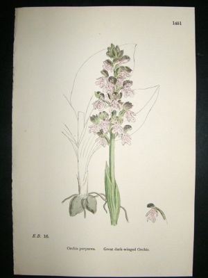 Botanical Print 1899 Great Dark-Winged Orchis Orchid, S