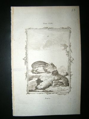 Buffon: 1785 Paca, Antique Print