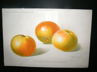Profitable Farm and Garden: 1902 Apples, Fine Fruit Pri