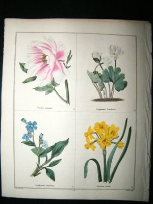 Maund C1830 Poppy Flowered Tree Peony, Bloodwort, Hound's Tongue, Narcissus 61.