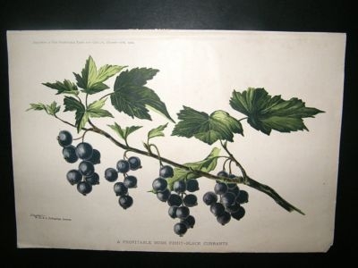 Profitable Farm and Garden: 1902 Black Currants Fruit P