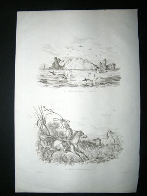 West Indies, Trinidad, Caribean:1834 Etching.